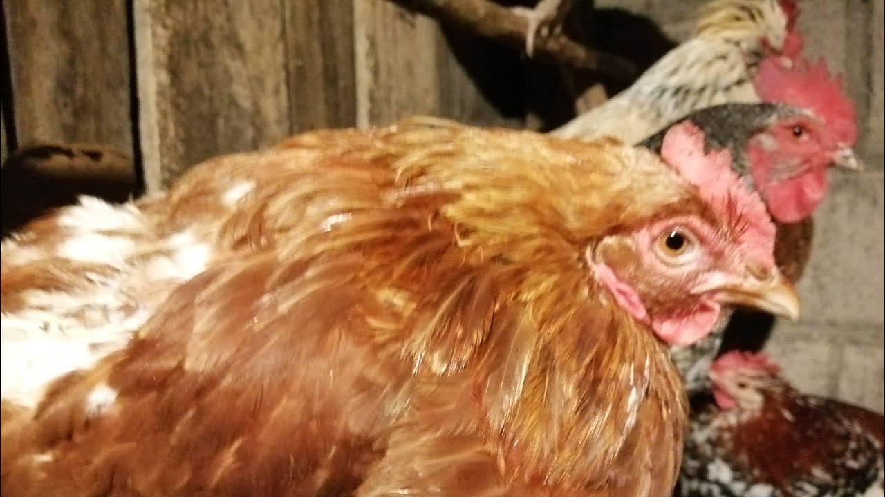 Jedziemy po nowe kury!🤗🐔🐔