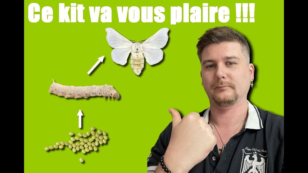 Ce kit va vous plaire - Bombyx mori