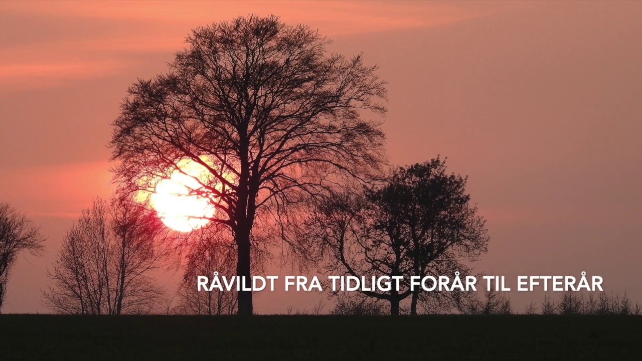 R&aring;vildt p&aring; &Oslash;stfyn 2019