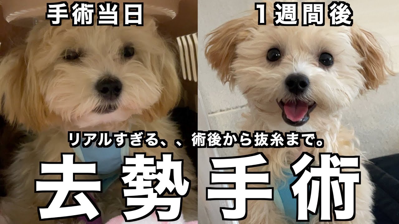 【去勢手術】辛すぎて動けない、泣き止まない。リアルすぎる術後の様子から抜糸まで