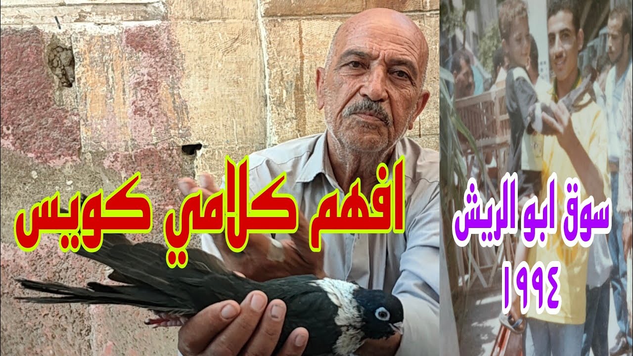 🔴 الخطوات الاساسية  وقت القفل علي حمام النش#الحمام_الغزار  عم #مجدي_الدكتور