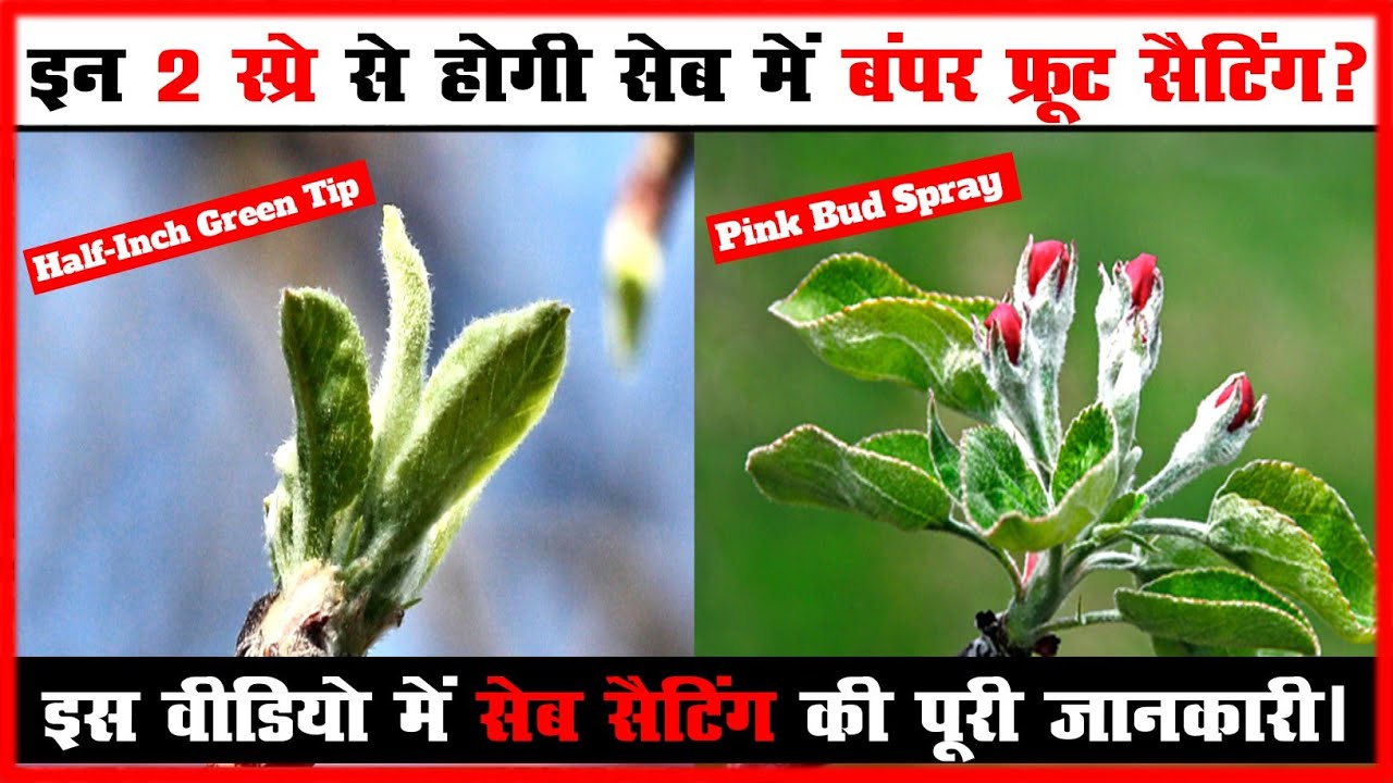Half- Inch Green Tip और Pink Bud Stage पर 2 Spray से होगी||सेब की बंपर Fruit Setting||