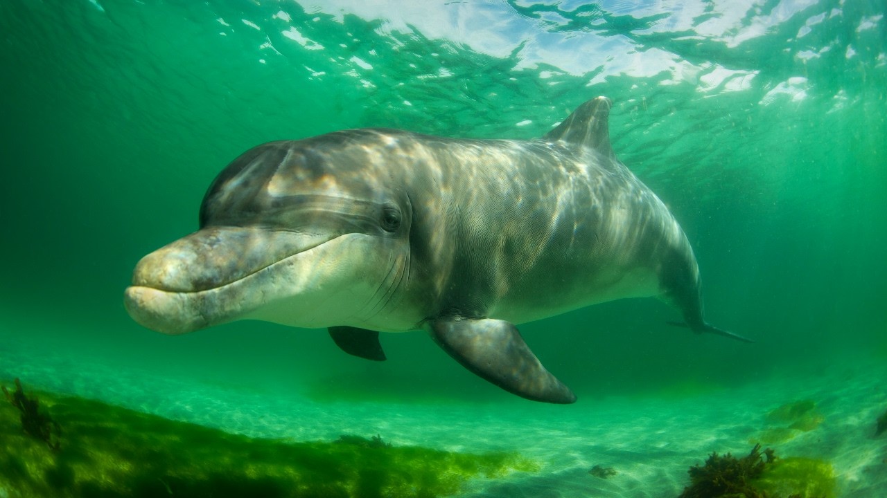 10 Hours Of Wild Dolphins Playing And Hunting In Their Natural Habitat 4K