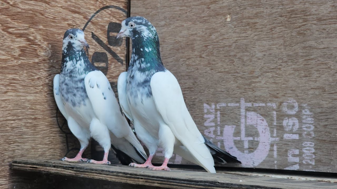 Teddy kabutar #Orignal Teddy Pure Line 41 Number Teddy #AR Pigeon