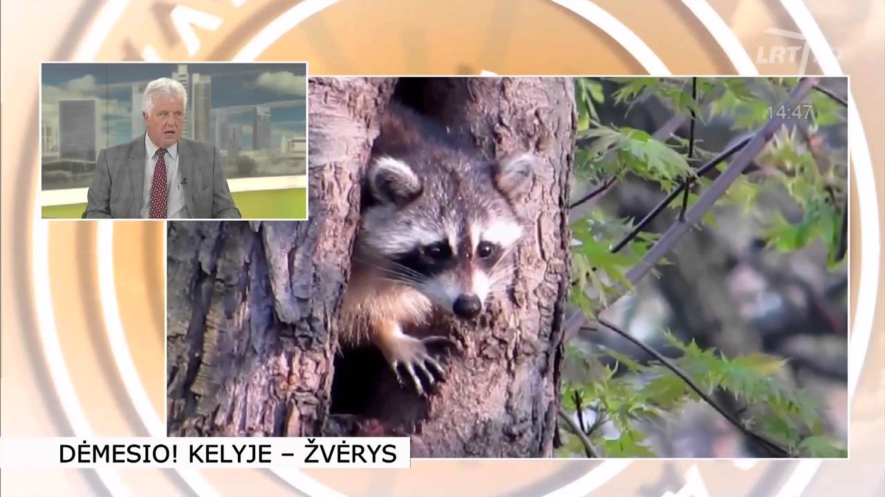 Neįprasti kelio ženklai vilniečiams ežiukams ir jų draugams (vaizdo reportažas) HD