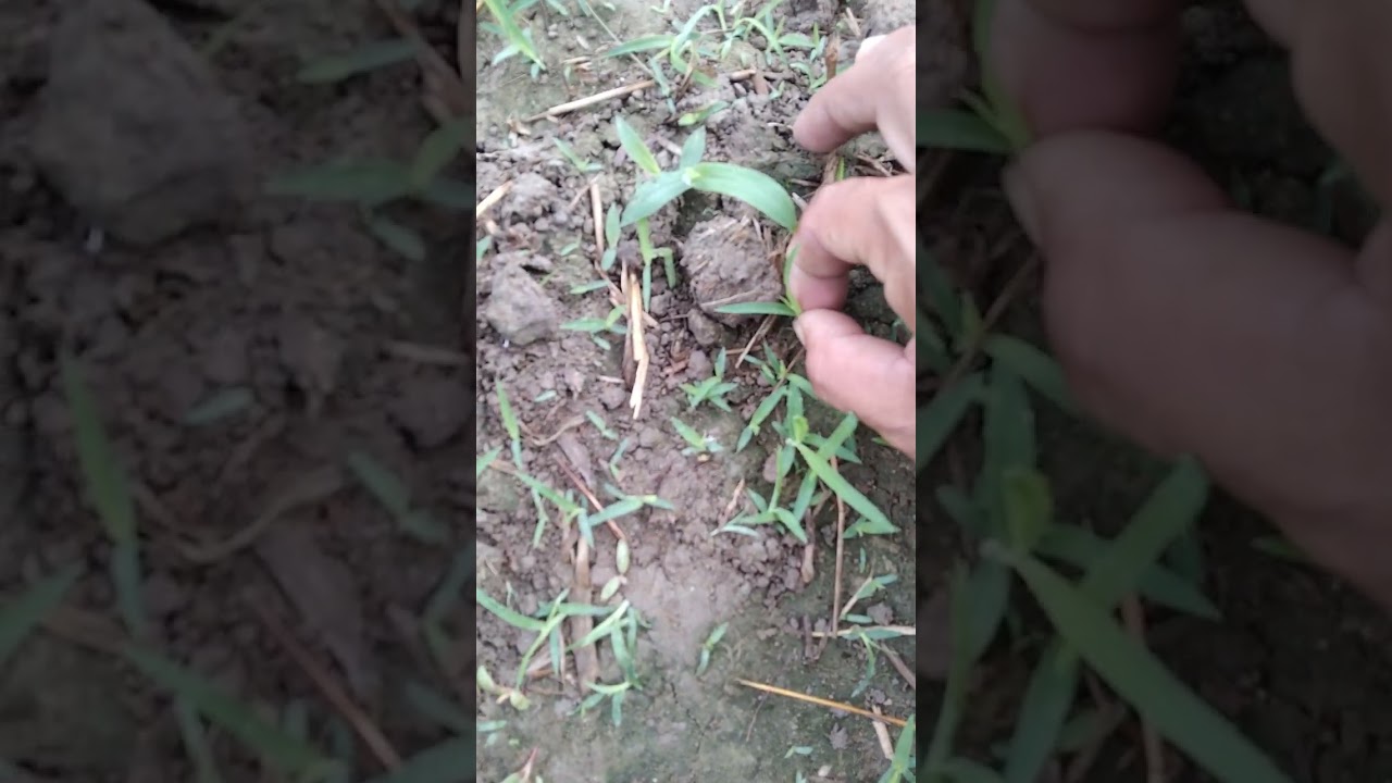 pag apply ng herbicide kahit may tanim ng mais
