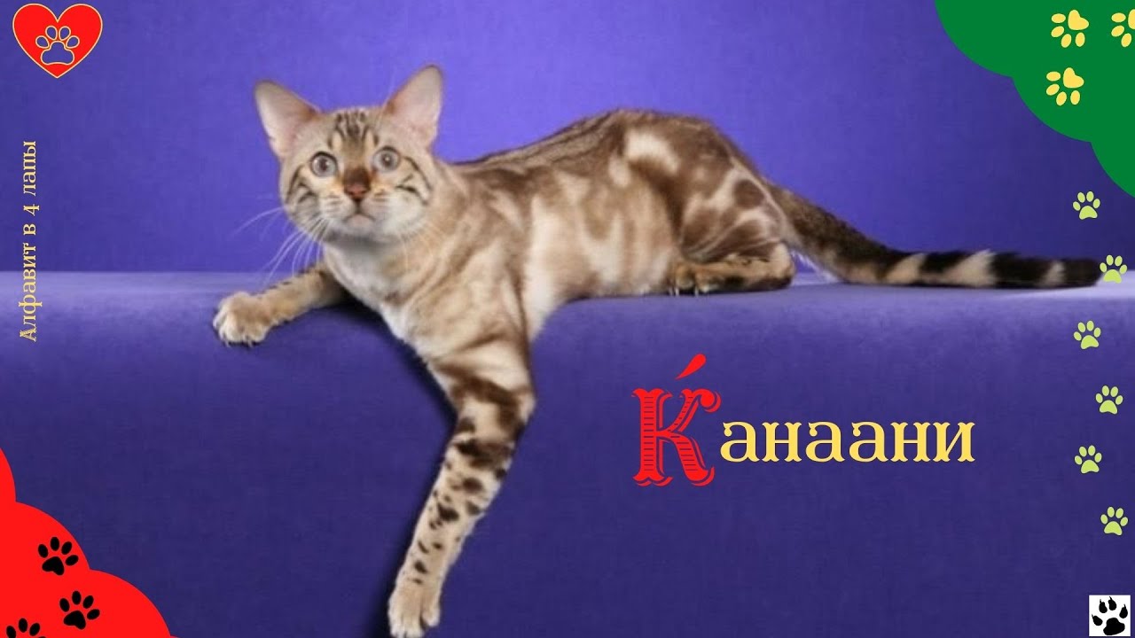 Алфавит в 4 лапы/К: Канаани или Ханаани/История породы/характер/отличительные черты и качества/