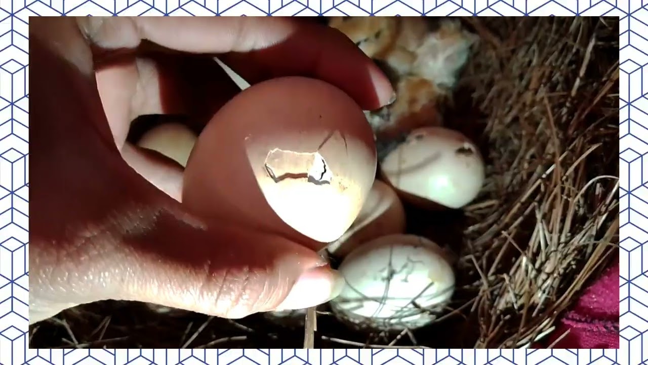 Nacimiento de pollitos criollos