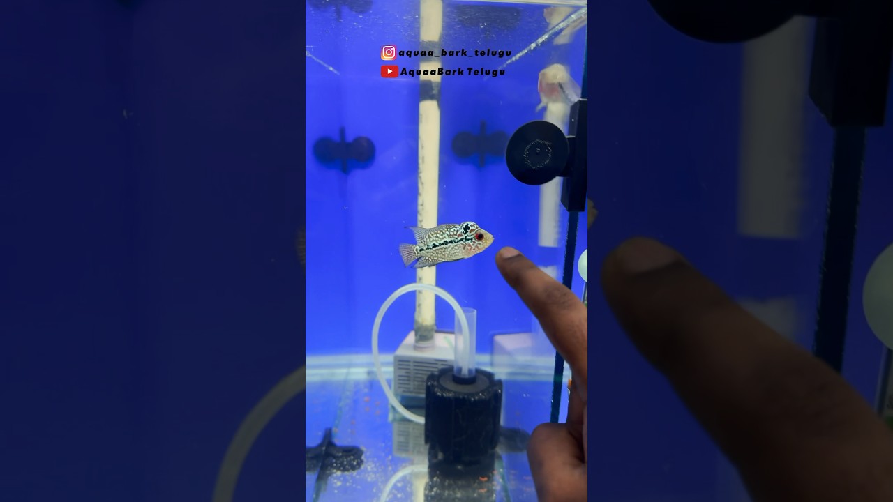 KML FlowerHorn Fry&rsquo;s (Head pop ) #telugu #flowerhorn #kmlflowerhorn #srdflowerhorn #trending #viral