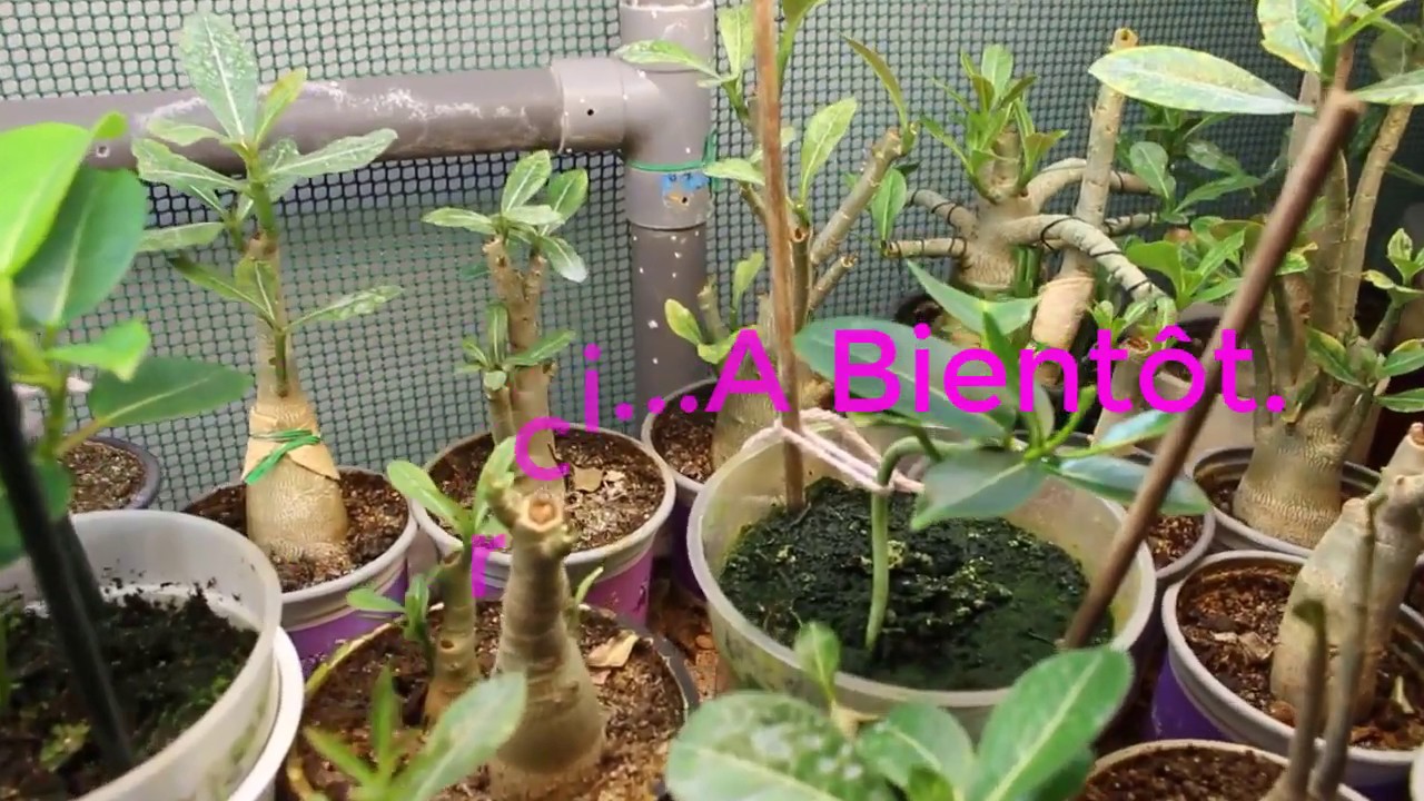 Bouture de Stephanotis Floribunda/How to propagate Stephanotis Floribunda from cutting?