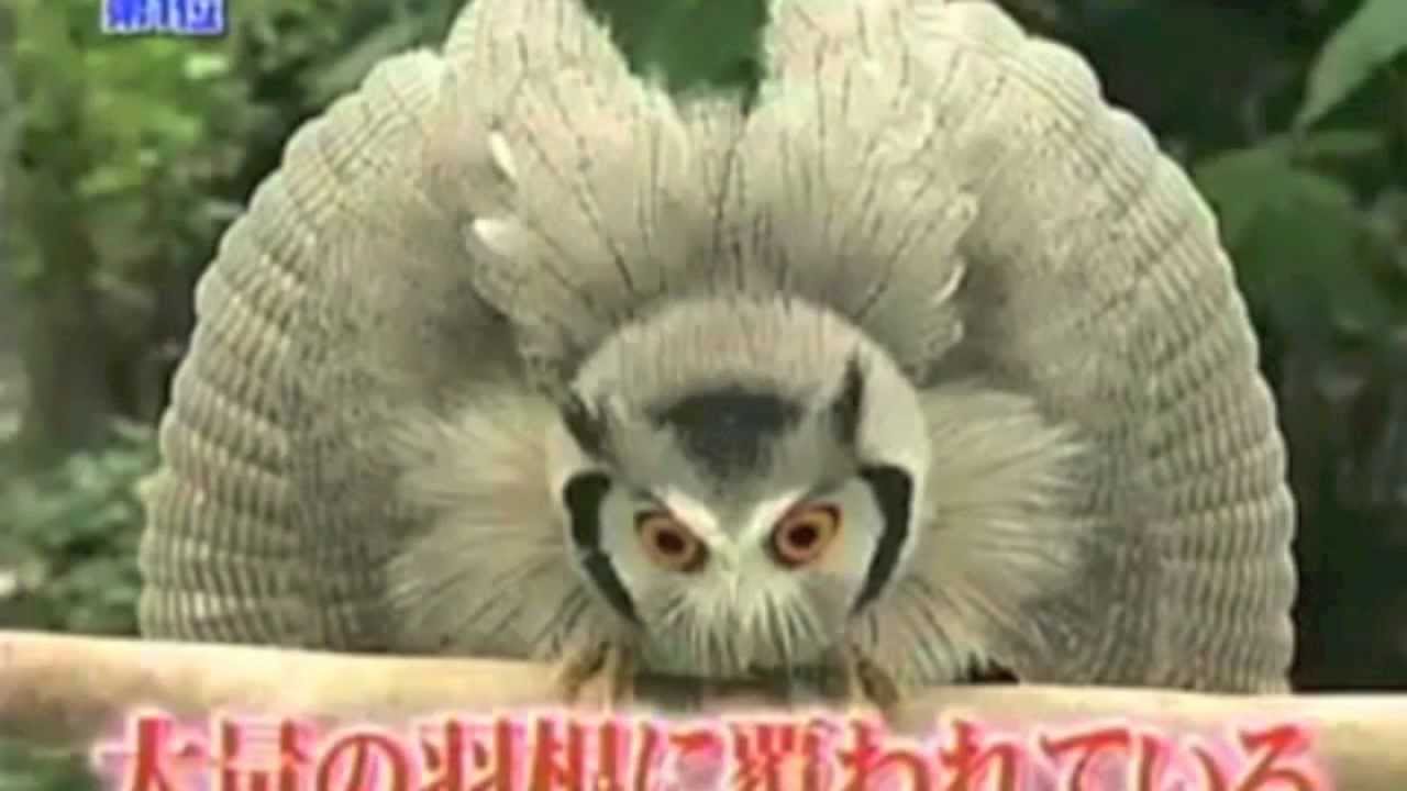 Shapeshifter Owl ...Weird