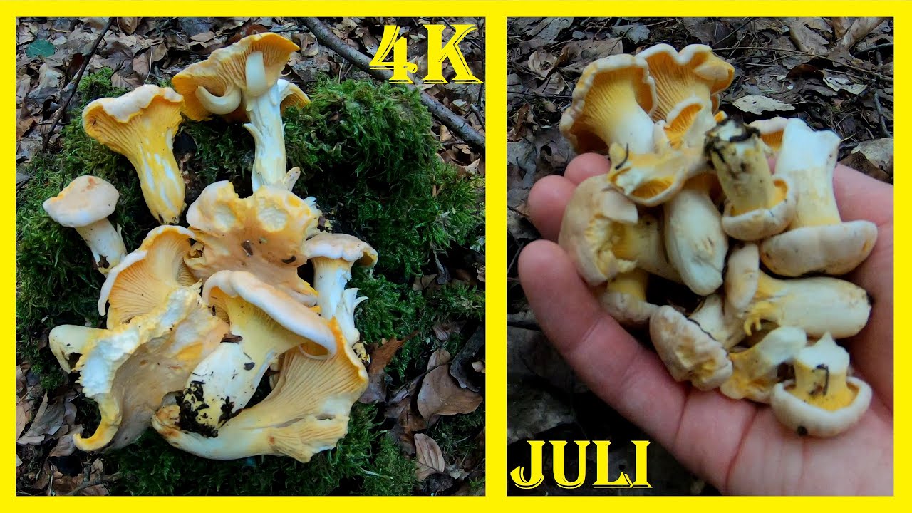 Pilze sammeln Anfang Juli 🍄 Viele Pfifferlinge (Eierschwammerl, Reherl, Gelblinge) beim Pilzesuchen