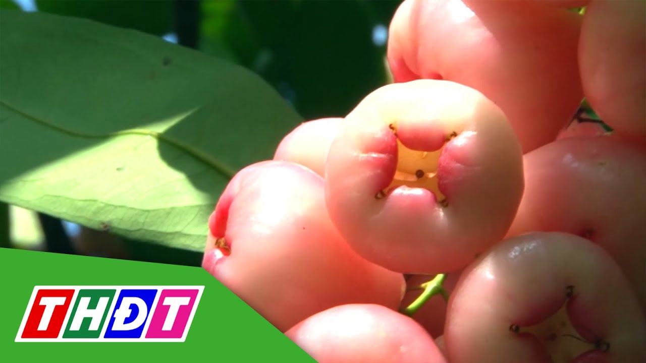 Mận Hòa An đặc sản Cao Lãnh cung không đủ cầu dịp cận Tết | THDT