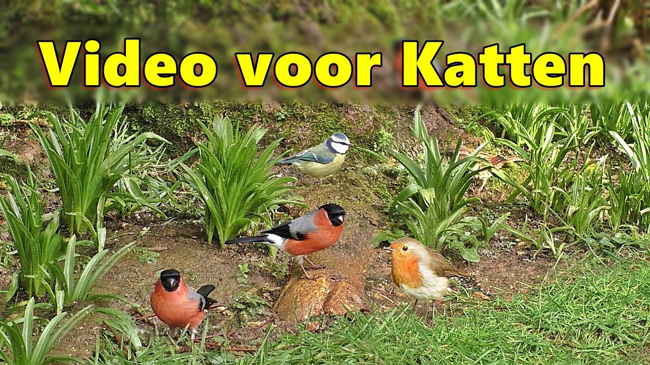 Video voor Katten ~ Video's voor katten om te bekijken tuin vogels