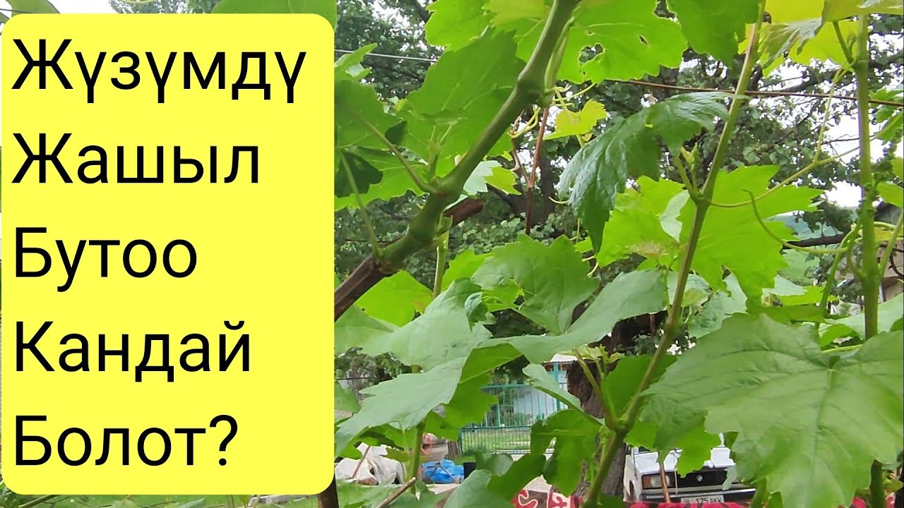 Жүзүмду Жазында кантип бутайт!
