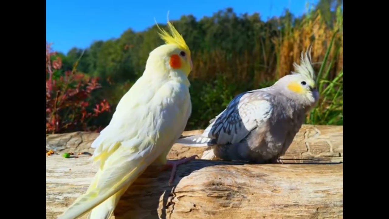 ۷ ژانویهٔ ۲۰۲۶