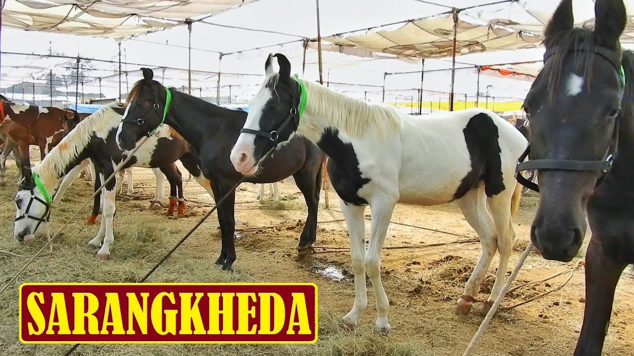 25 बछेरे || एक साल से छोटे सुंदर बछेरे लेकर आए SHAUKAT BHAI Sarangkheda मेले मे