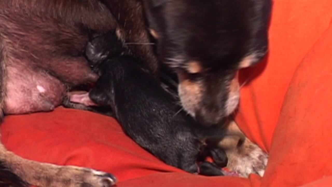How Chihuahuas give birth