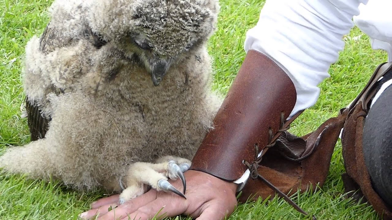 The World's Cutest Baby Owl Video