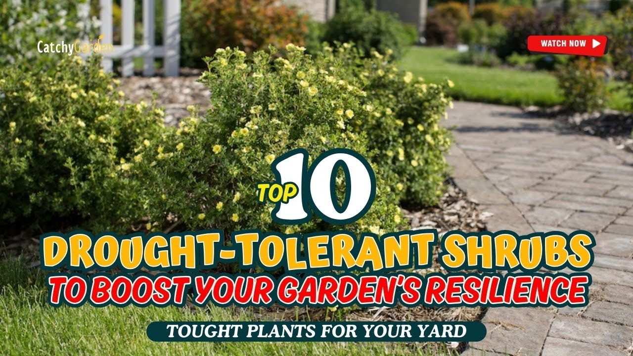 10 DROUGHT-TOLERANT SHRUBS TO BOOST YOUR GARDEN&rsquo;S RESILIENCE 🌺🌞🌳 // Gardening Ideas