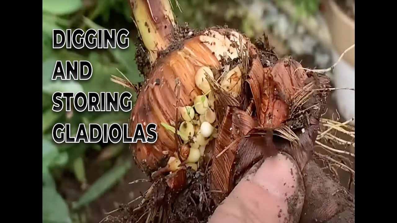 Digging and storing Gladiolus bulbs // Busy Beaver // Chuck Beavers
