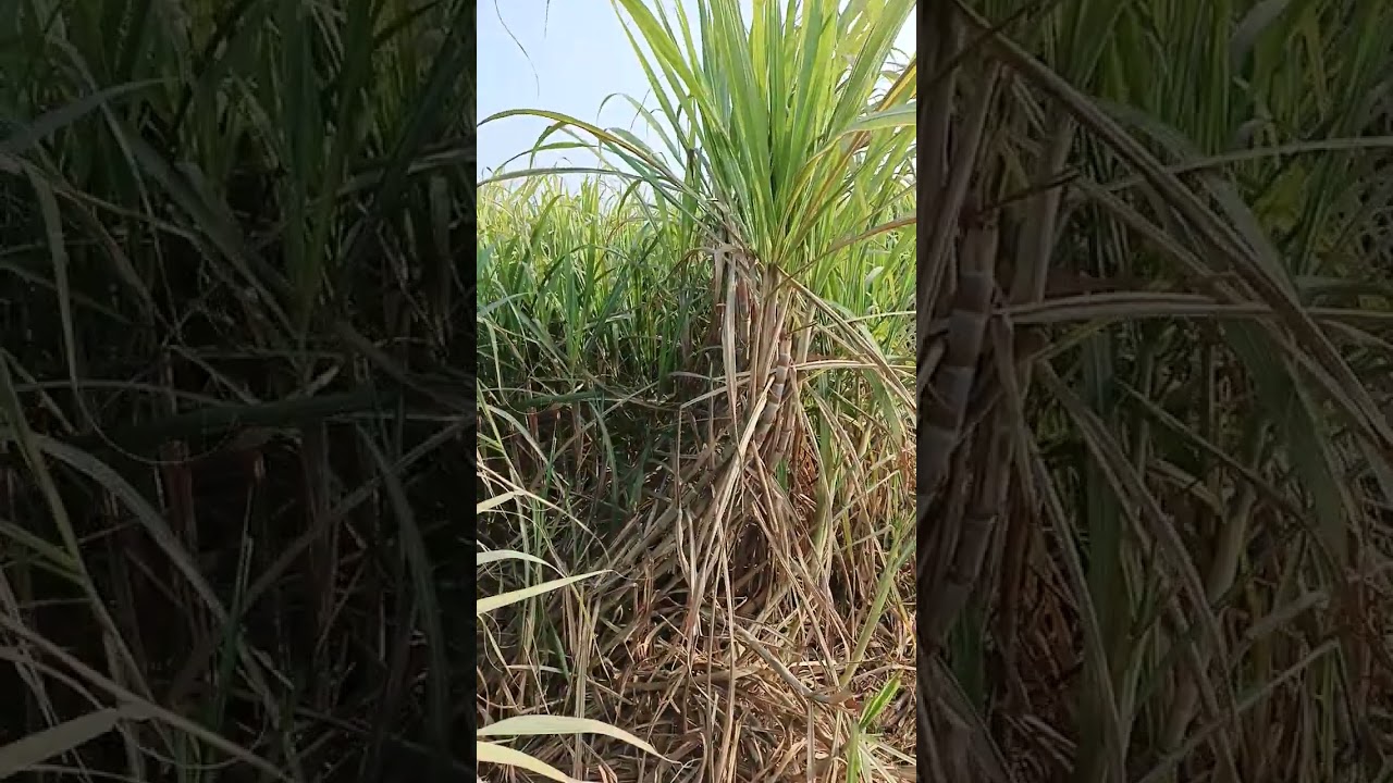 Rahim Yar Khan