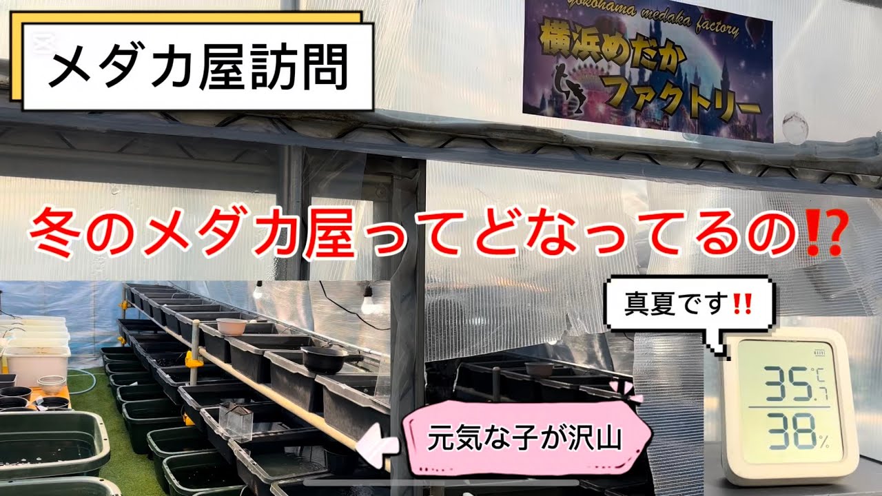 冬のメダカ屋ってどうなってるの⁉️横浜めだかファクトリーさんへ❗️