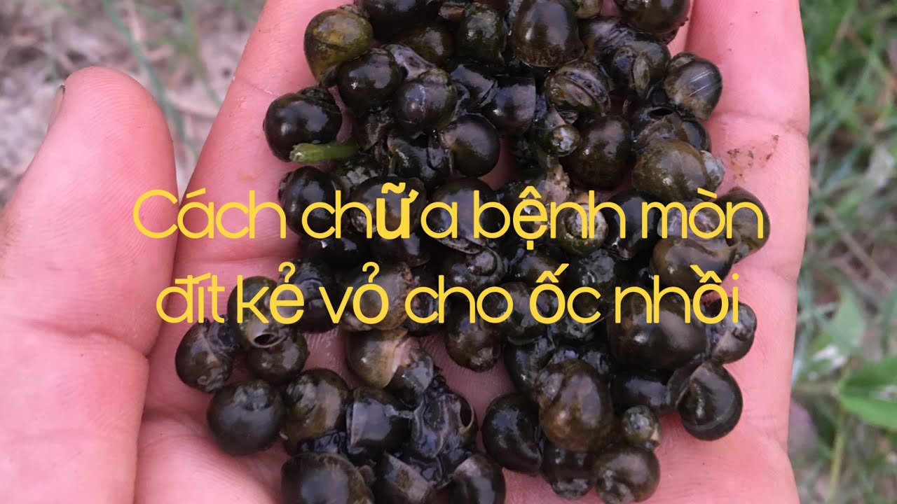 Cách chữa bệnh  mòn đít   Kẻ vỏ  cho ốc nhồi (0353864376) Nguyên nhân và cách khắc phục