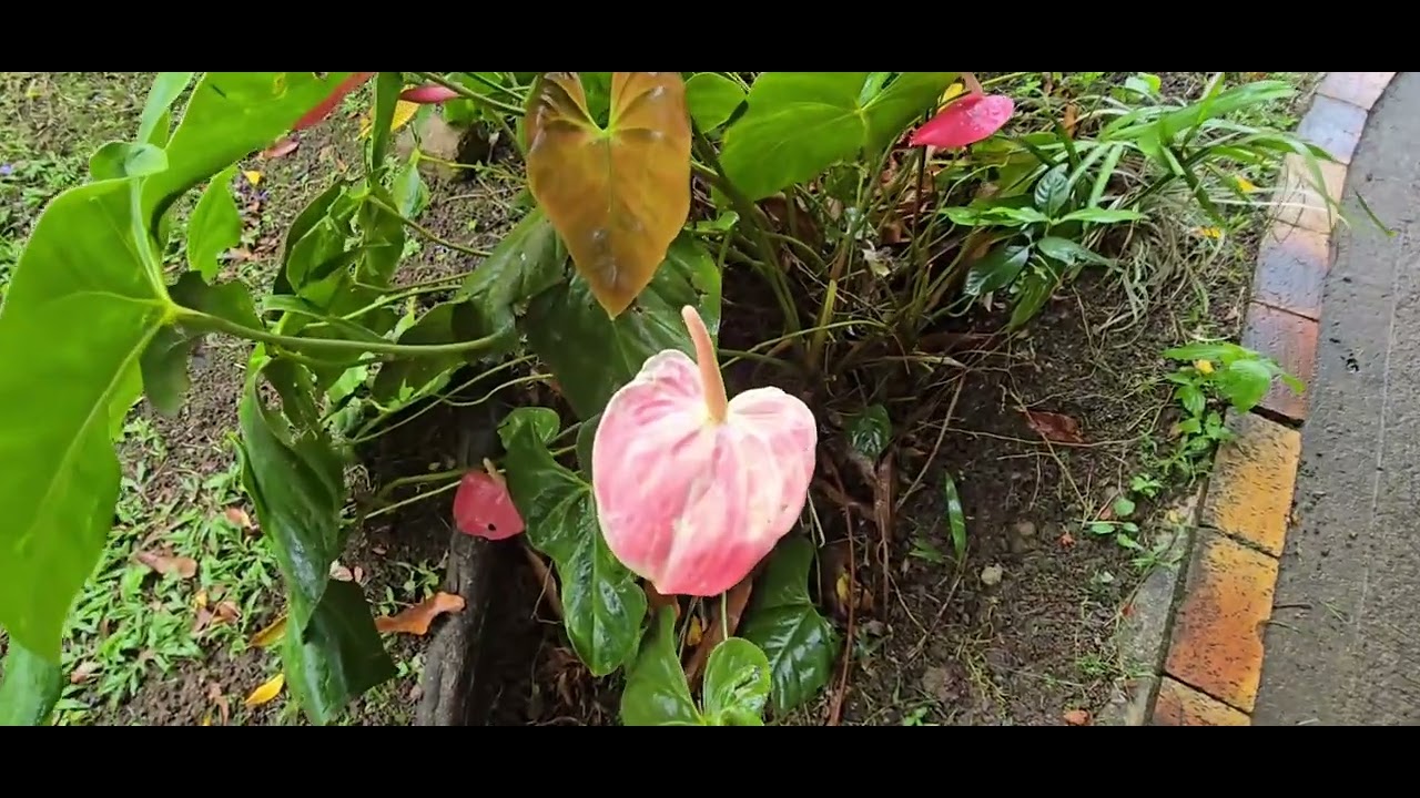 Jardin Botanique Deshais Guadeloupe 2025 (Deuxième part )