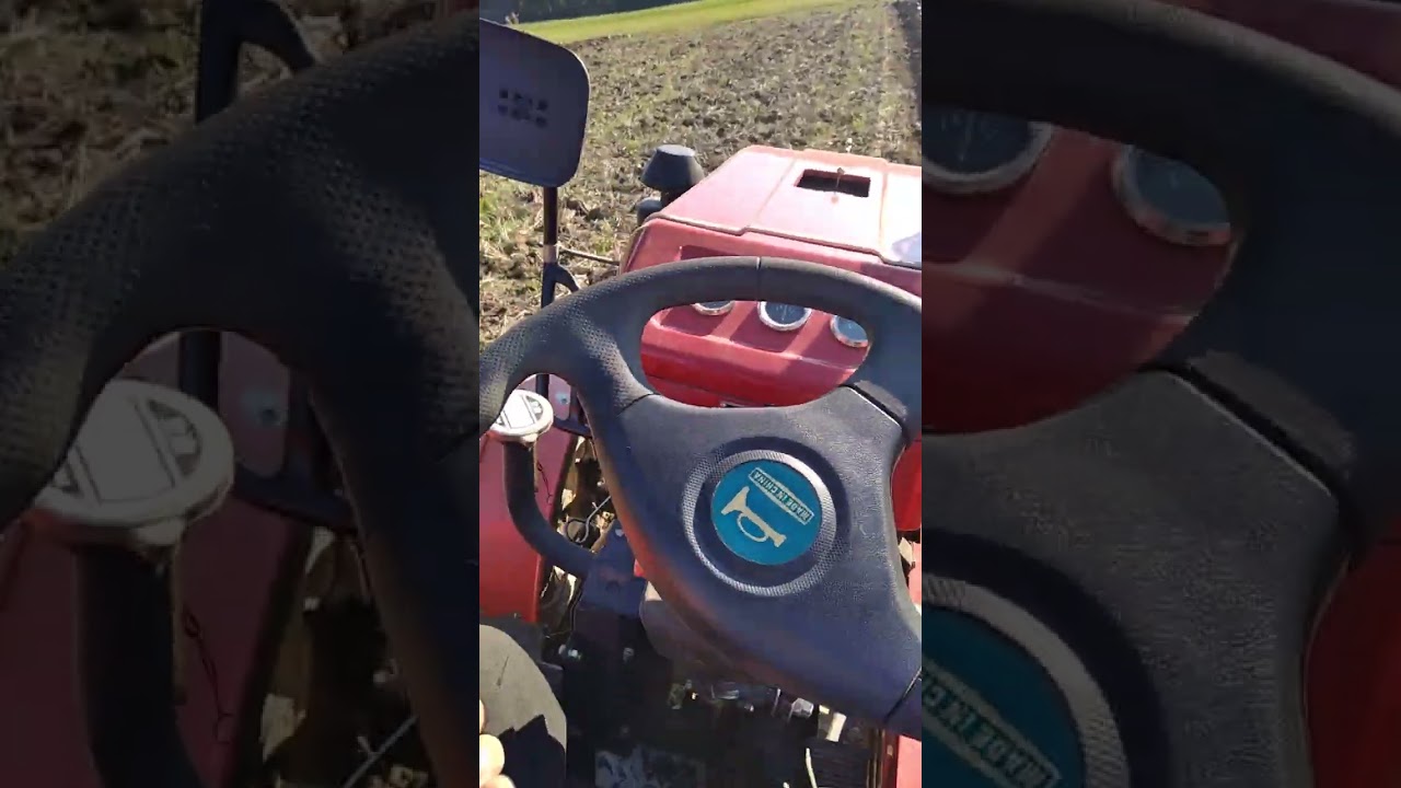 шифенг на глині не так як кіт