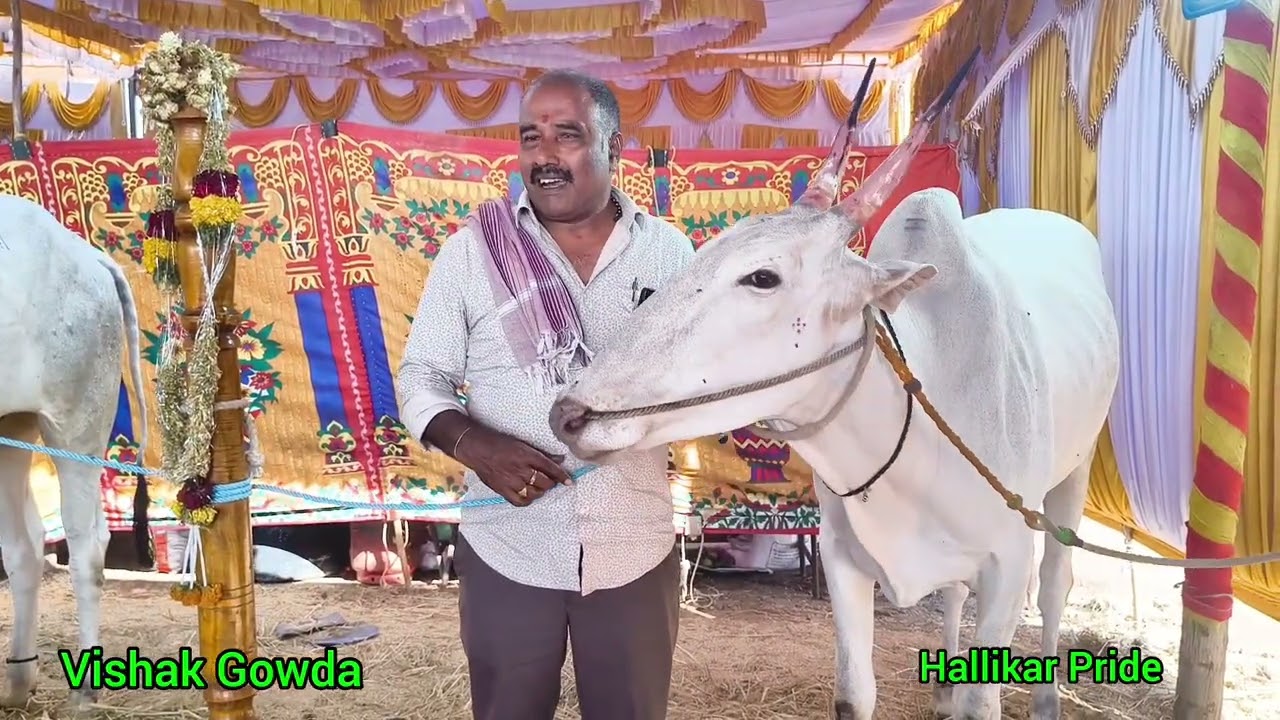 Top Hallikar OX | #topquality #hallikar #viralvideo #desicow #hallikarmaadhyama #cow