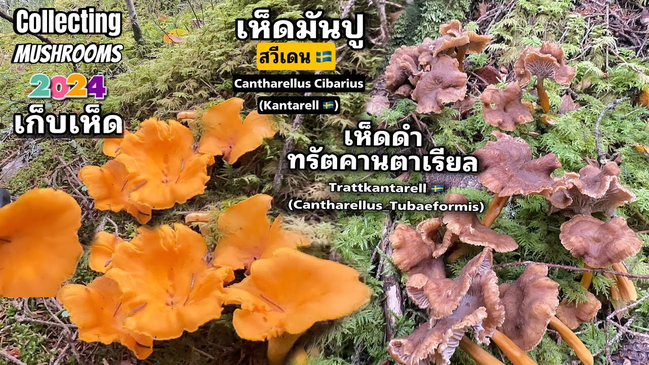 พาเก็บเห็ดขาย งานอดิเรก รายได้เสริม เน้นเก็บเห็ดดำ ทรัตคานตาเรียน เซอร์ไพร เห็ดมันปูท้ายฤดูกาล