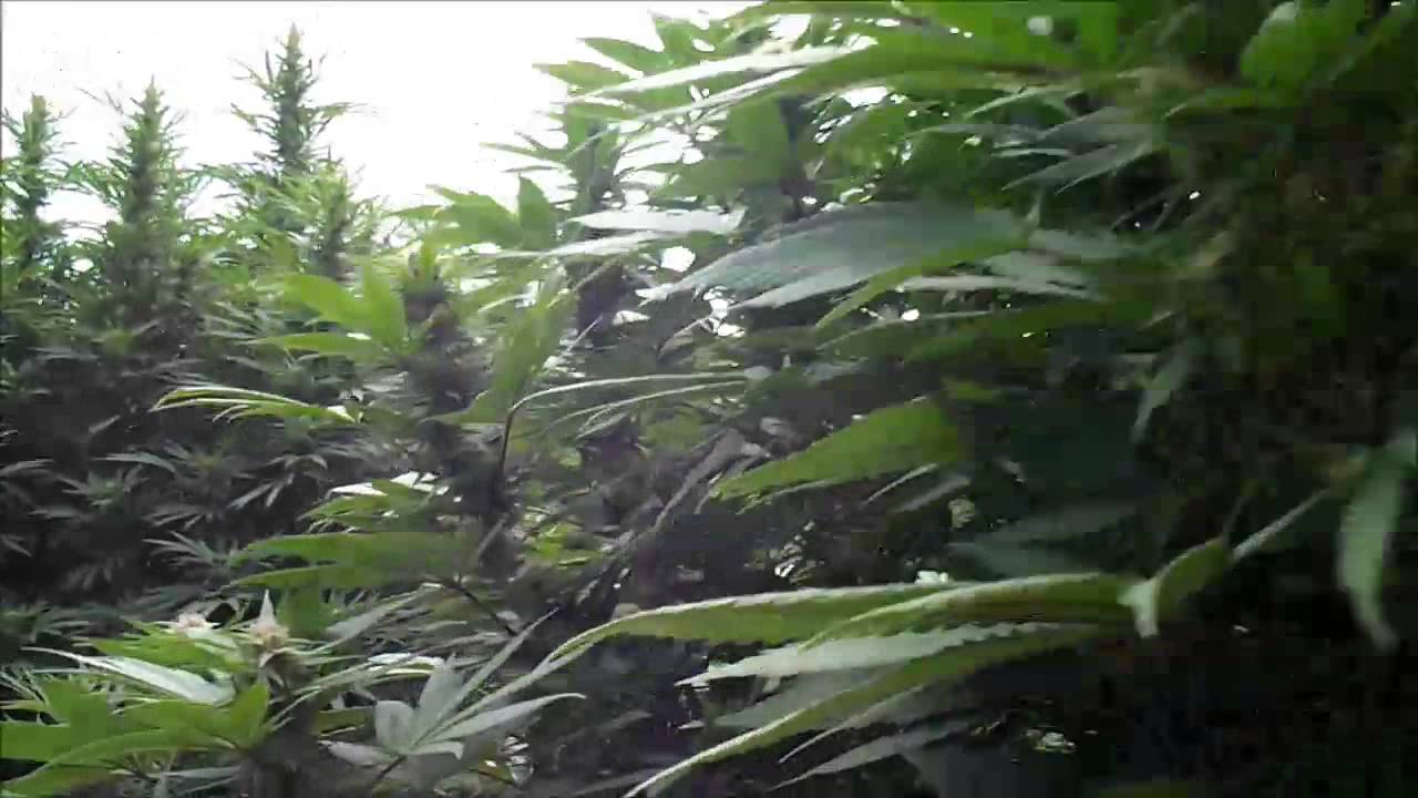 OMMP Outdoor Grow Day 124....PM sucks....Update....