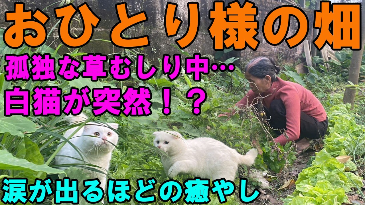 【シニア一人暮らし】孤独な畑の草むしり…白猫の「まさかの行動」に心が救われた日