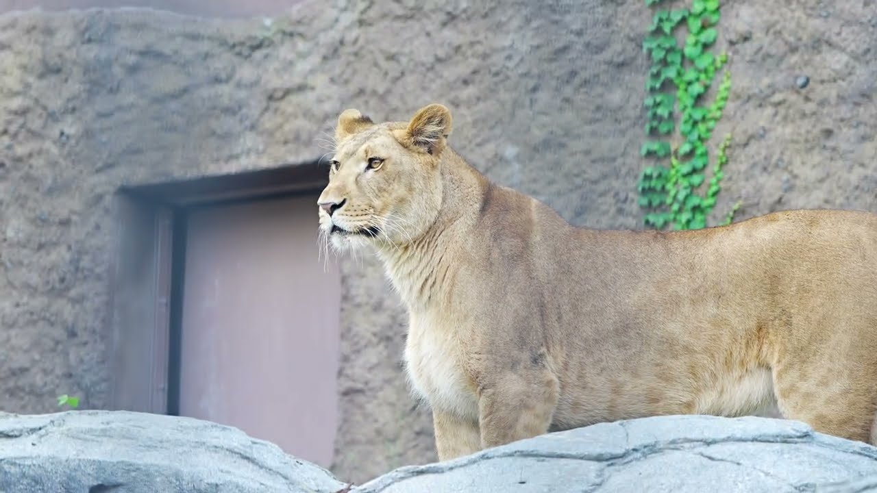 すっかりレディーになっていたライオンのイト　2024.9.30 円山動物園