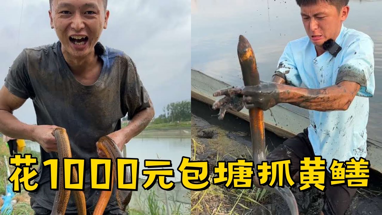 水猴子花1000元包塘抓黄鳝，终于在江苏捉到2斤的鳝鱼，都舍不得离开这里了！