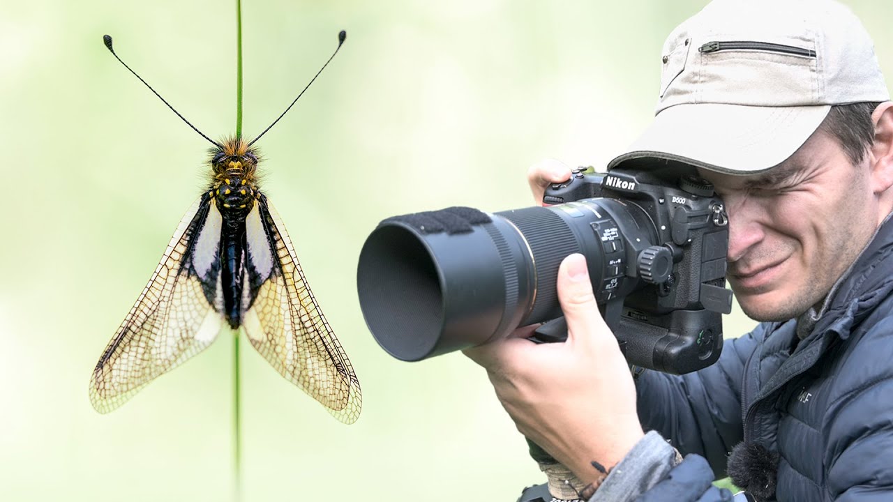 Rencontre photo avec un insecte incroyable
