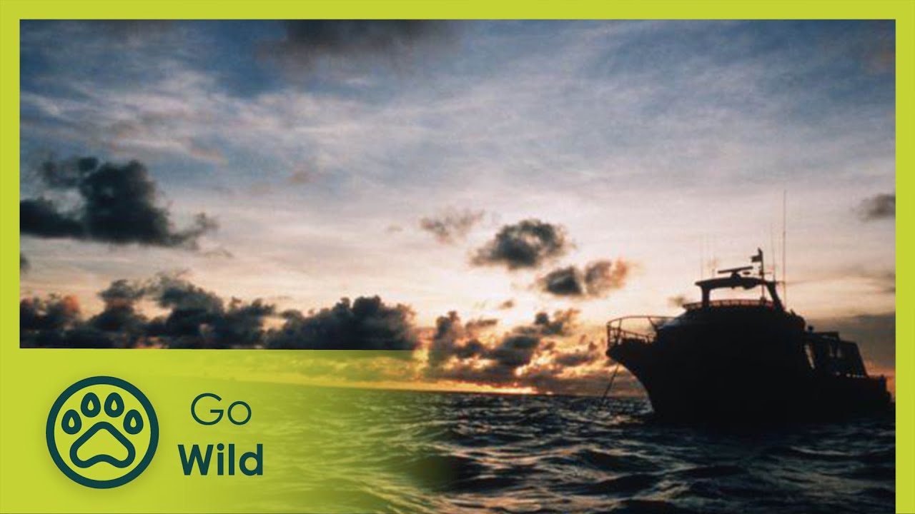 Torres Strait Island - Island Life 6/6 - Go Wild