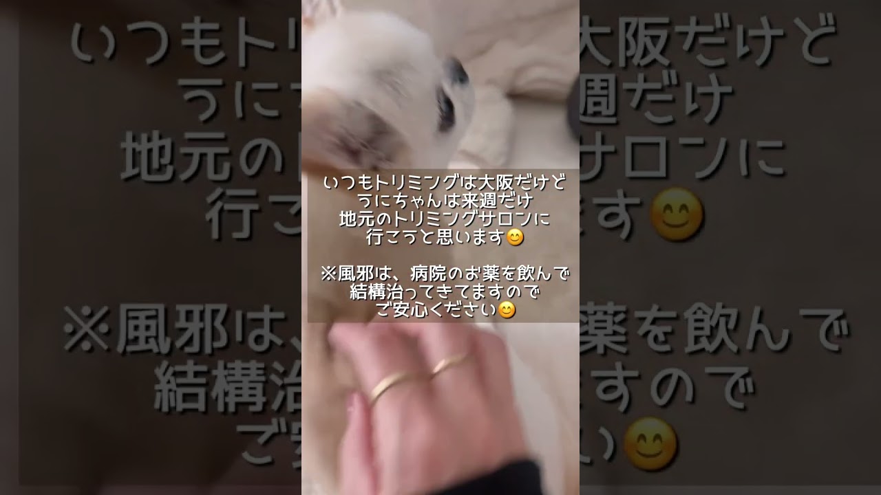 えびちゃんトリミングサロンでサラサラいい匂い🐻‍💗
