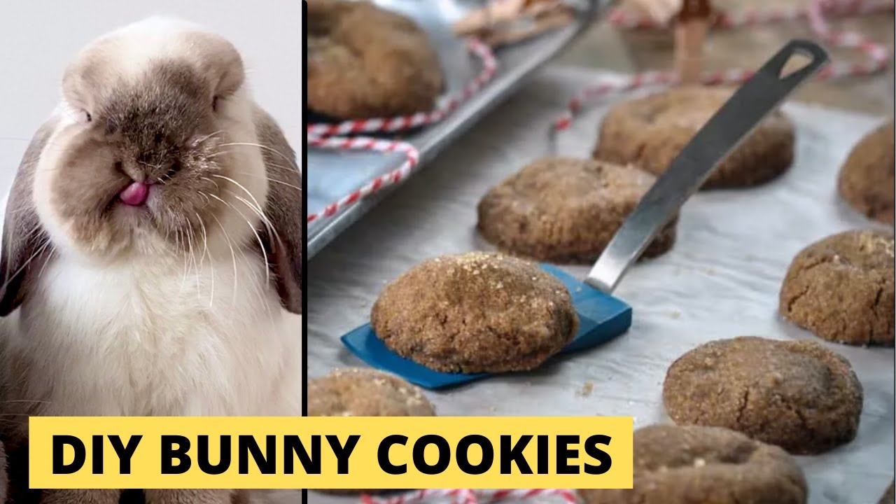 Homemade Cookie Treats for Rabbits | TREAT RECIPE