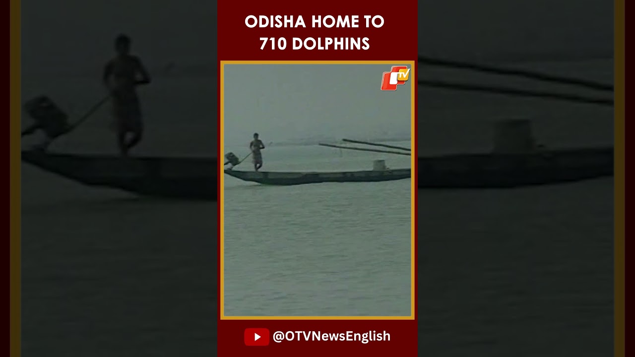 Odisha&rsquo;s Coastal Census Counts 710 Dolphins in Thriving Habitats | OTV News English