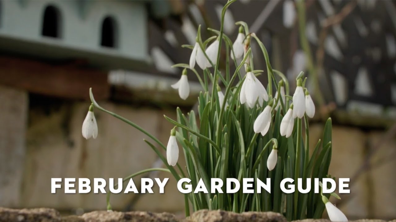 STIHL February Garden Guide with Jane Moore | February Gardening Jobs | STIHL GB