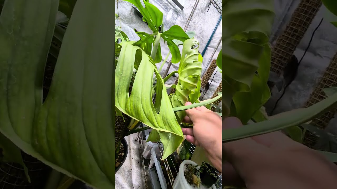 Grow Tent Update &ndash; Monstera Madness & Rare Aroids | May 2025 Plant Tour