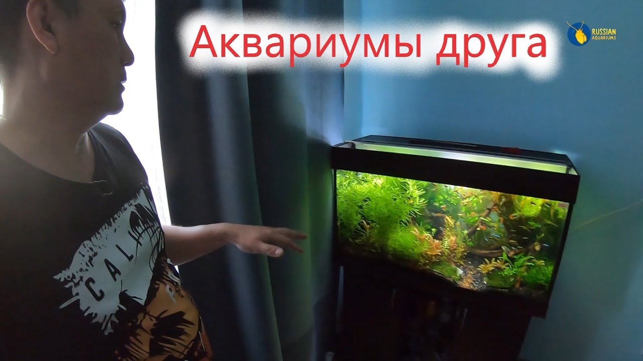 Аквариумы моего друга. В гостях у Дениса