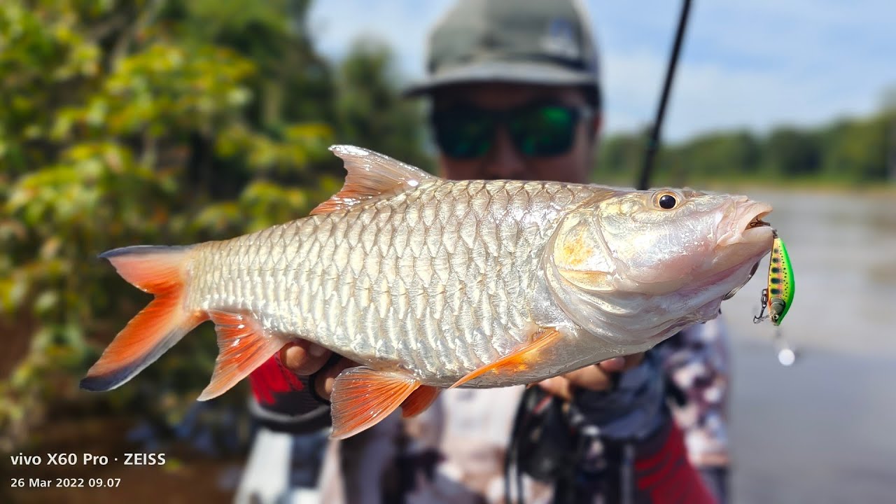 LURE RAPALA COUNTDOWN ELITE MINI...DI HAJAR HAMPALA BABON!