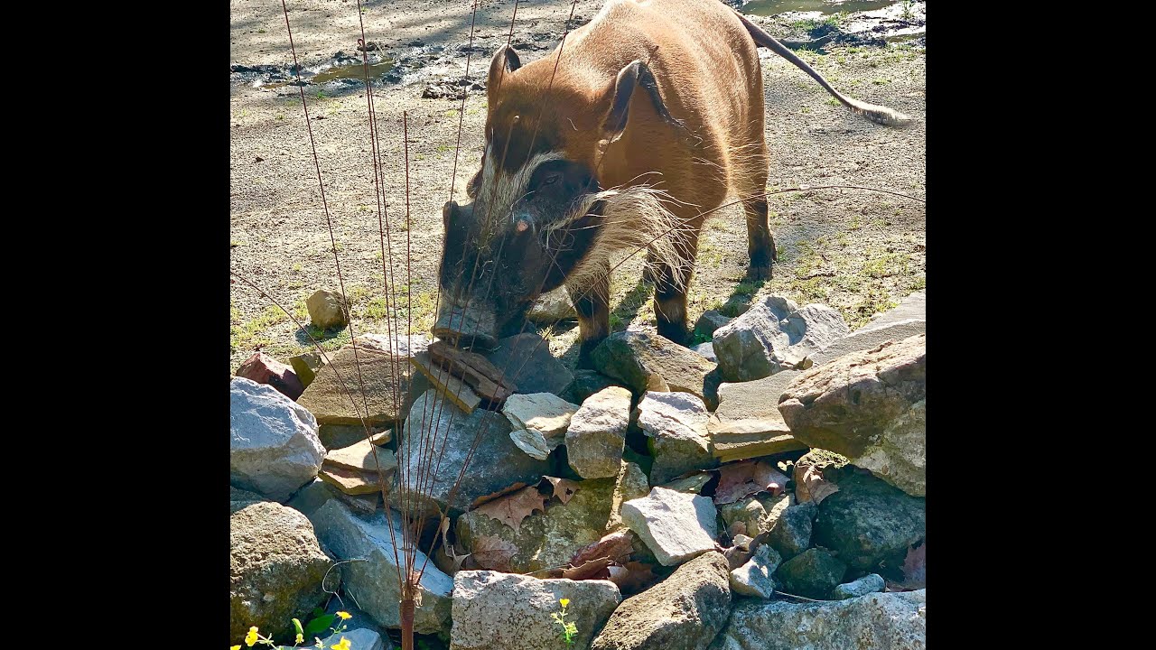 Buddy the Red River Hog