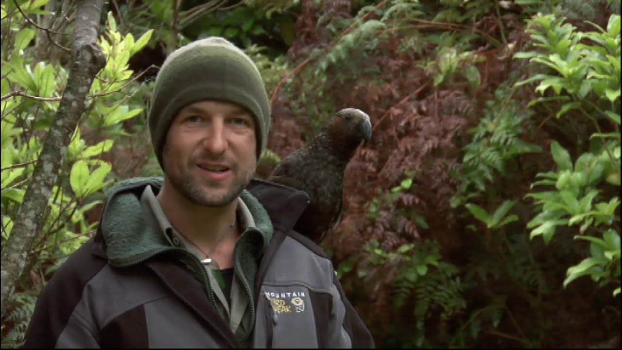 Meet the Locals: Stoat trapping