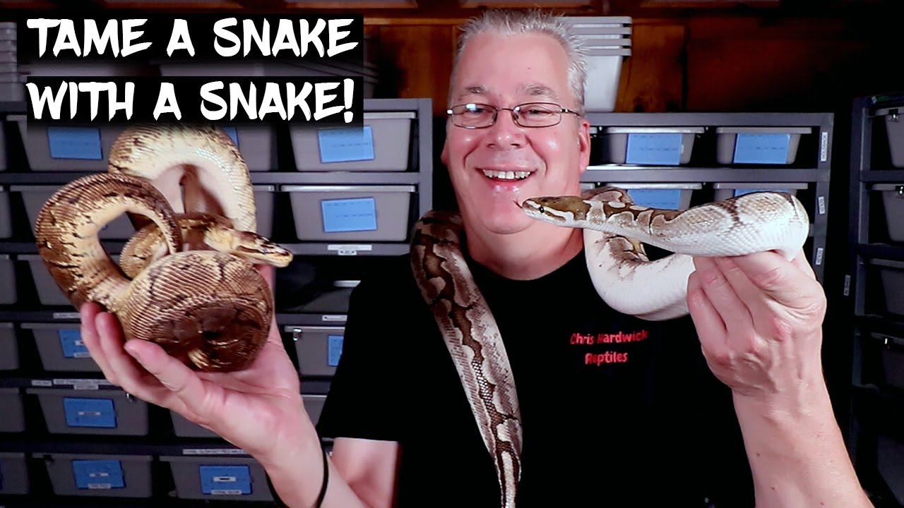 How to Tame a Snake with Another Snake! (Amazing Trick!)