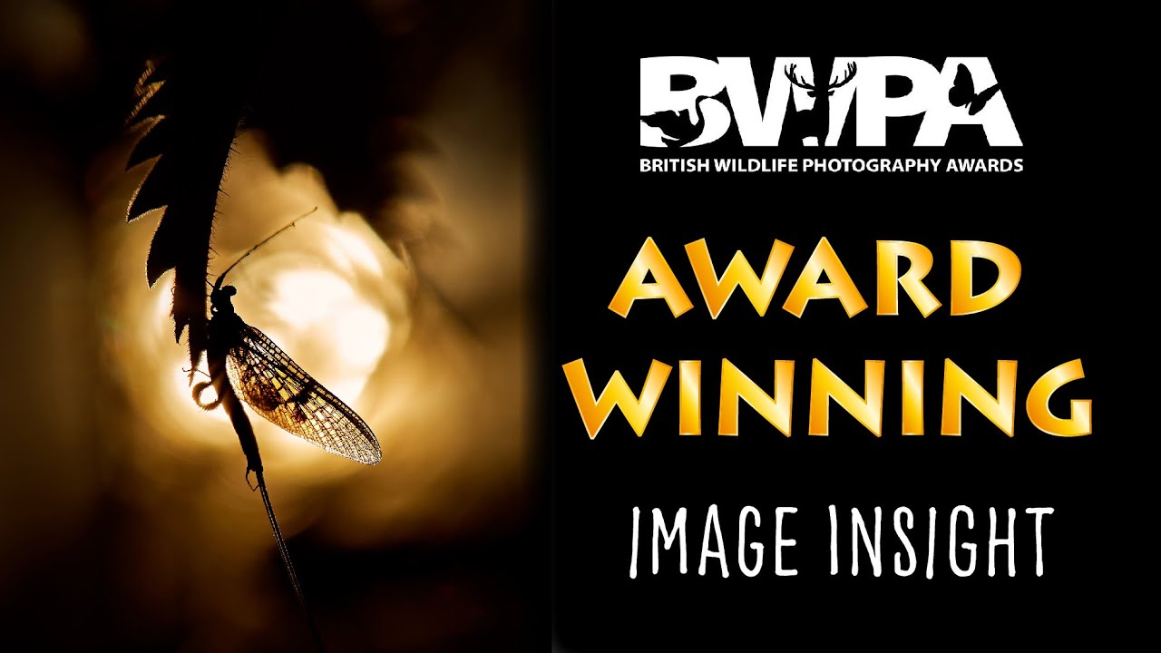 Wildlife pro @Wildmanrouse tells us the stories behind his images seen in the BWPA competition