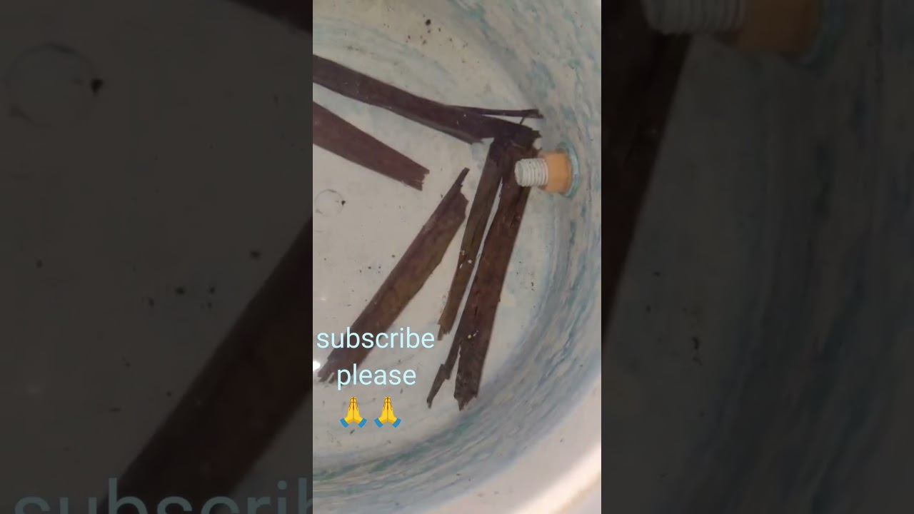 Fighter Fish Fries Update | Betta Fish Baby Growth Progress 🥰 #fish #exoticaquariumfish #aquarium